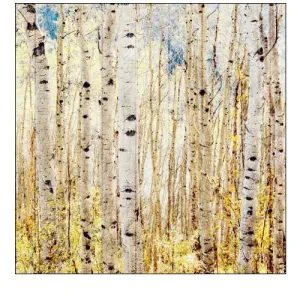 Birch Grove