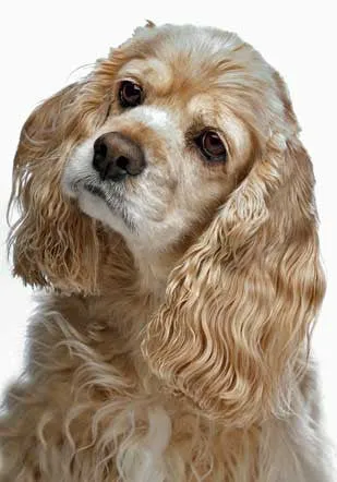 Cocker Spaniel Jewelry Cuddle Wrap Ring