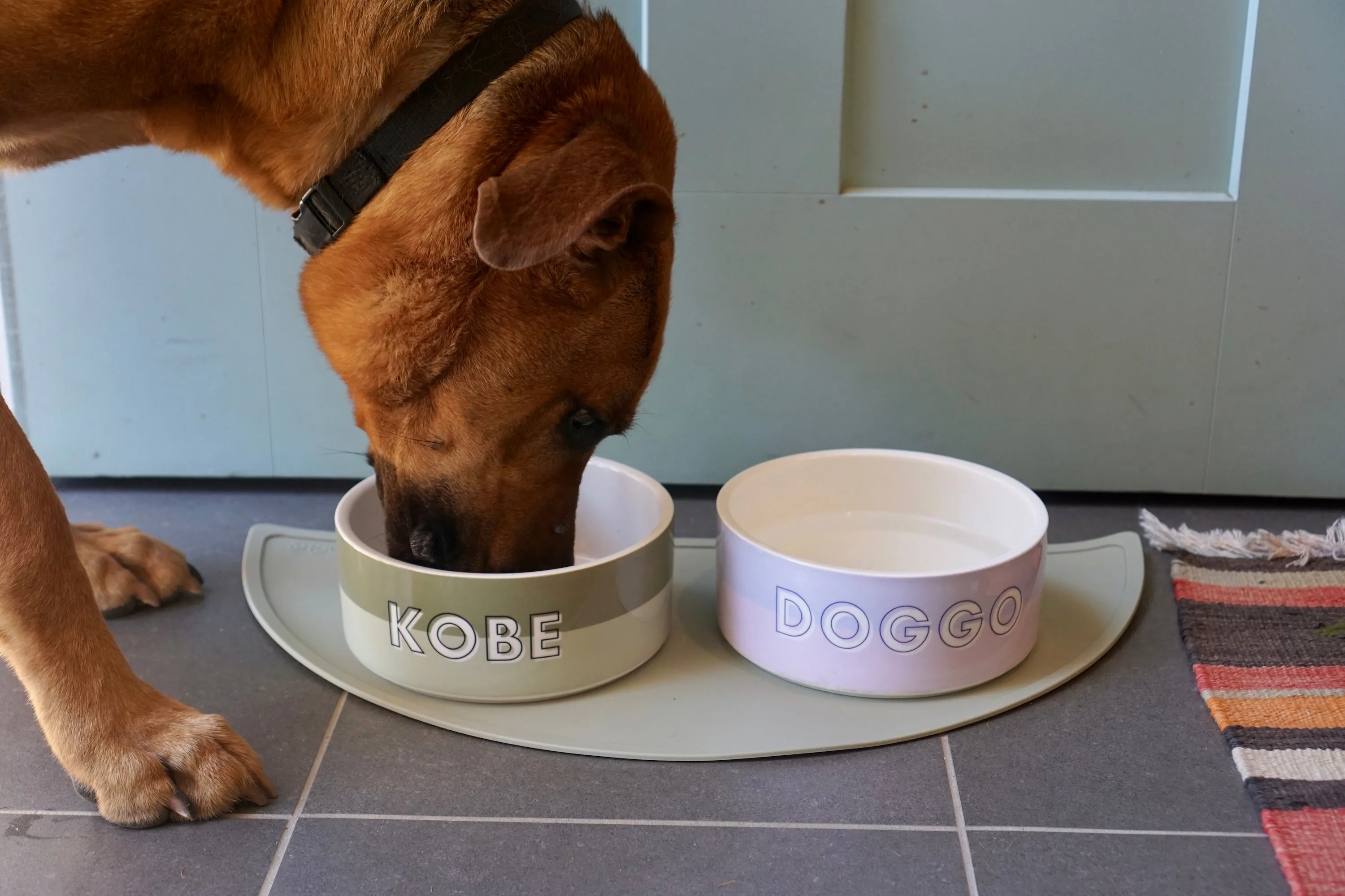 Custom Color Duo Dog Bowl