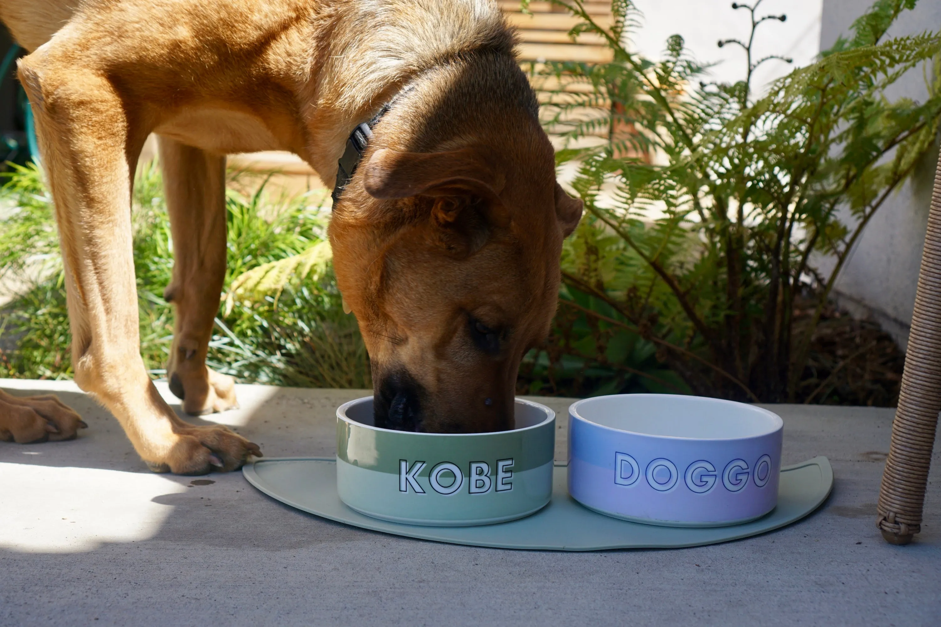 Custom Color Duo Dog Bowl
