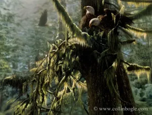 Enchanted Forest - Bald Eagle