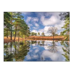 Trees by a Lake